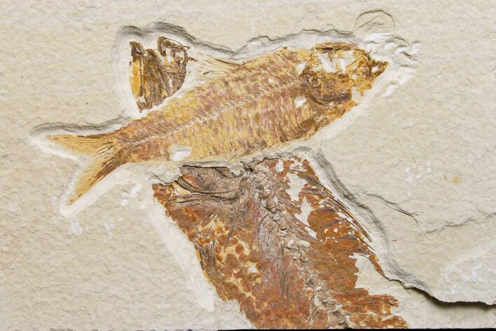 Detailed Fossil Fish (Knightia) With Partial Mioplosus #171622
